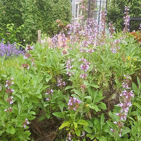 Apartment Salvia Gremersdorf-Buchholz