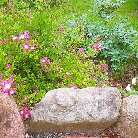 Salvia